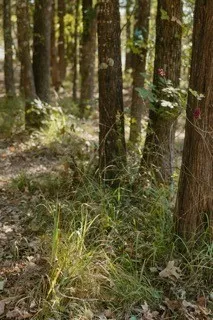 View of nature