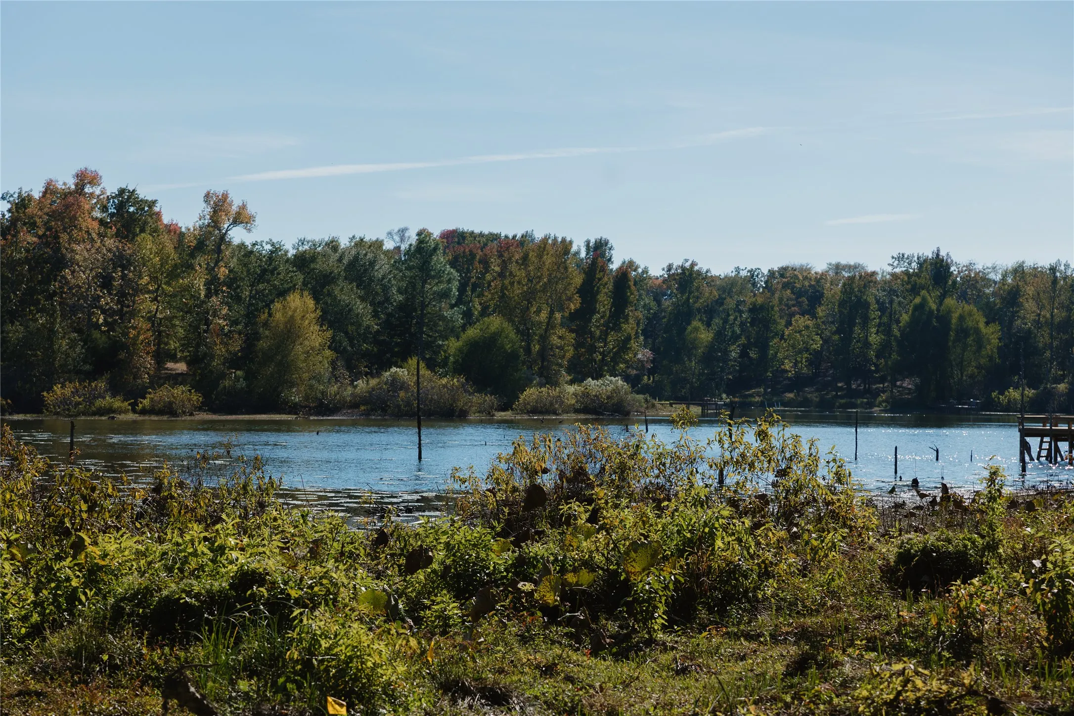 Water view with a forest