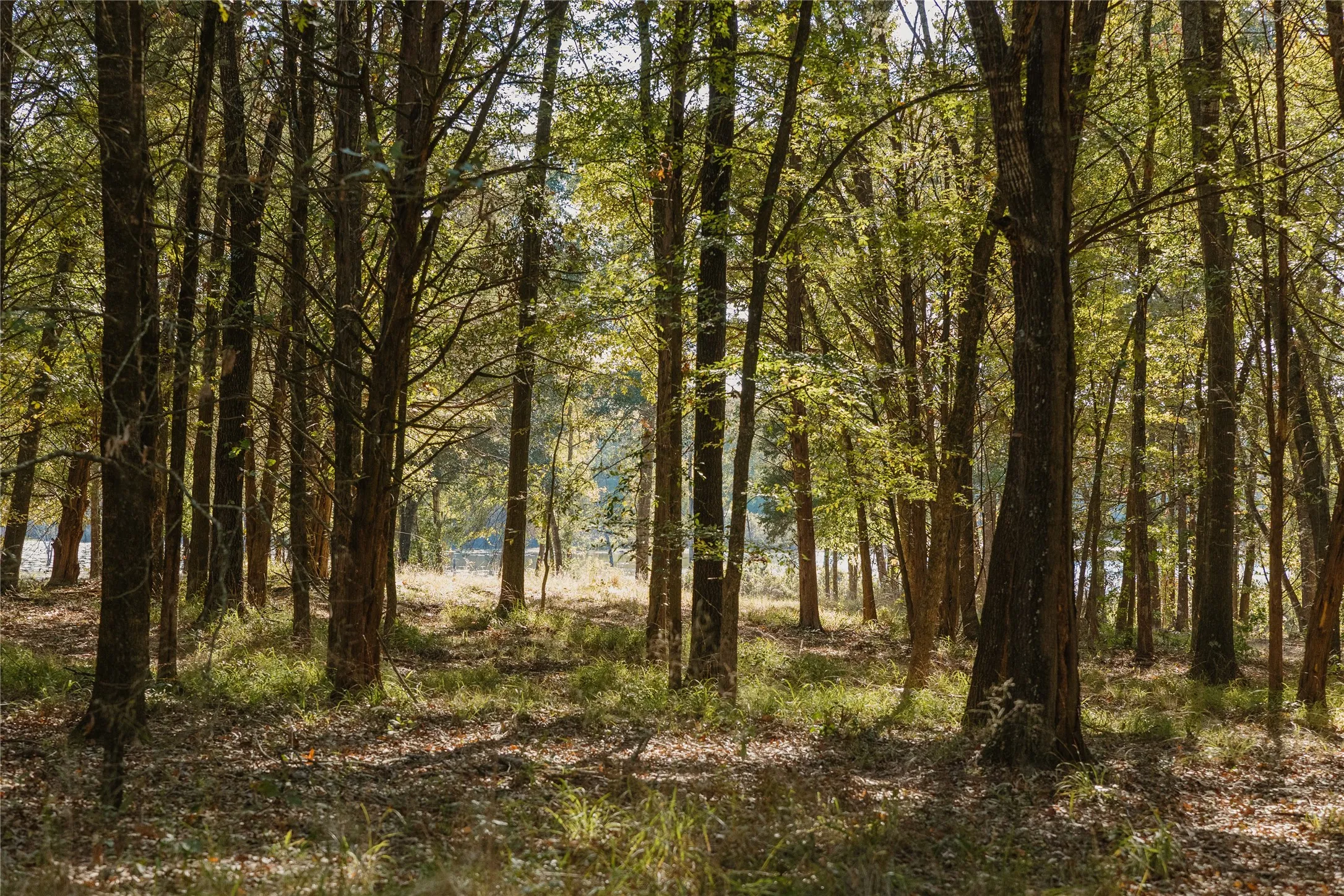 View of wooded area