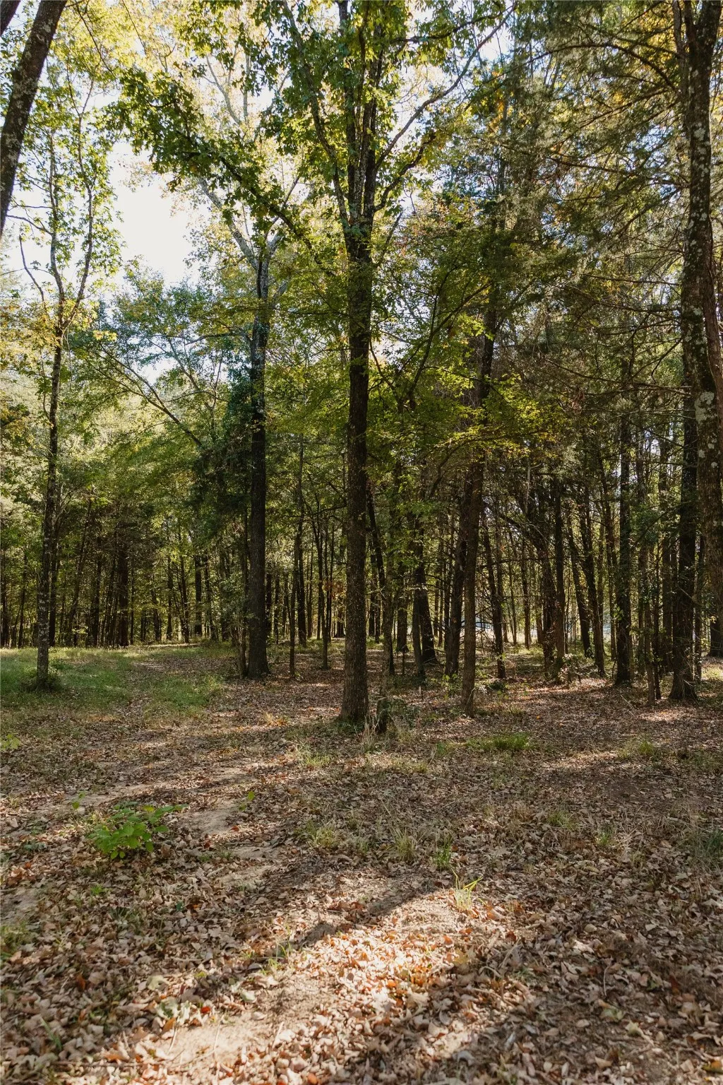View of tree filled area