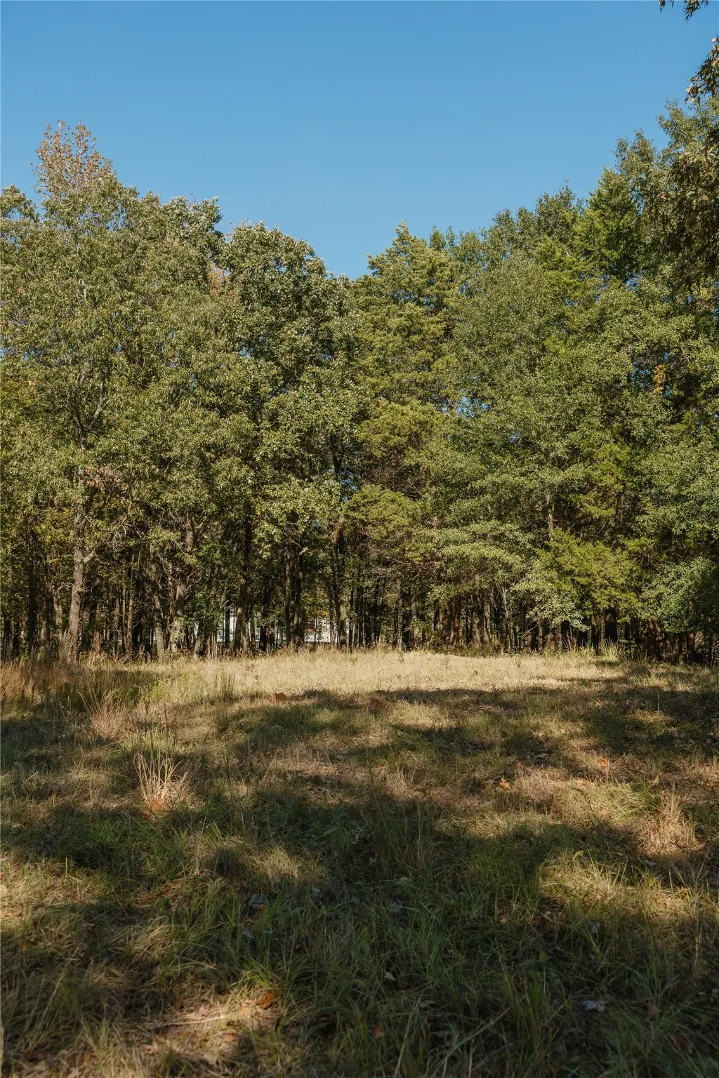 View of tree filled area