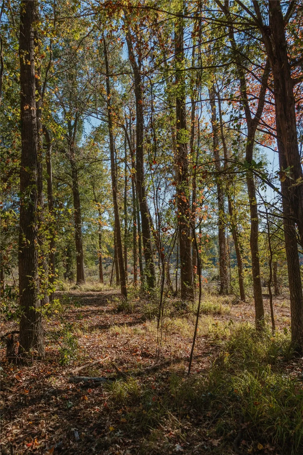 View of wooded area