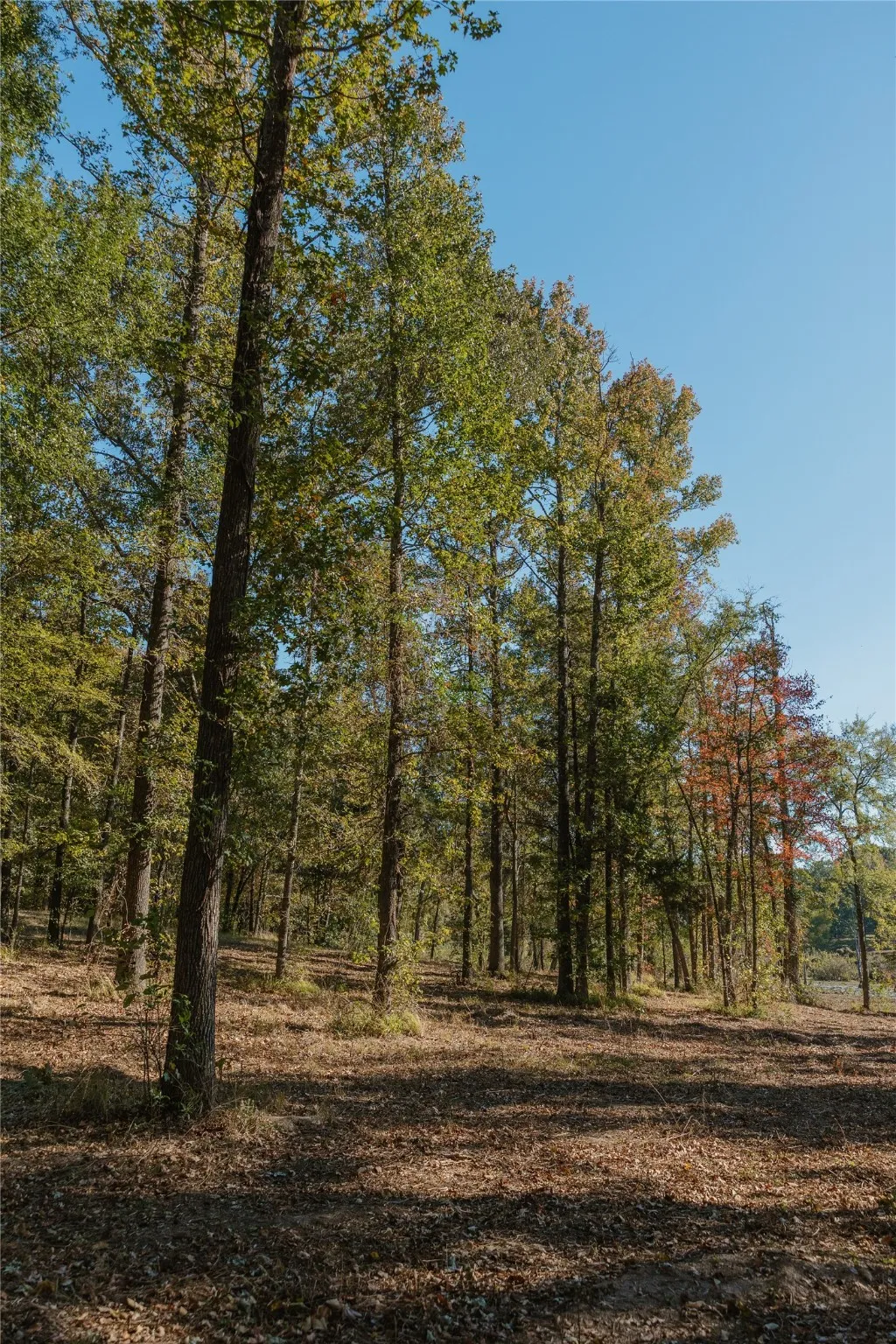 View of local wilderness