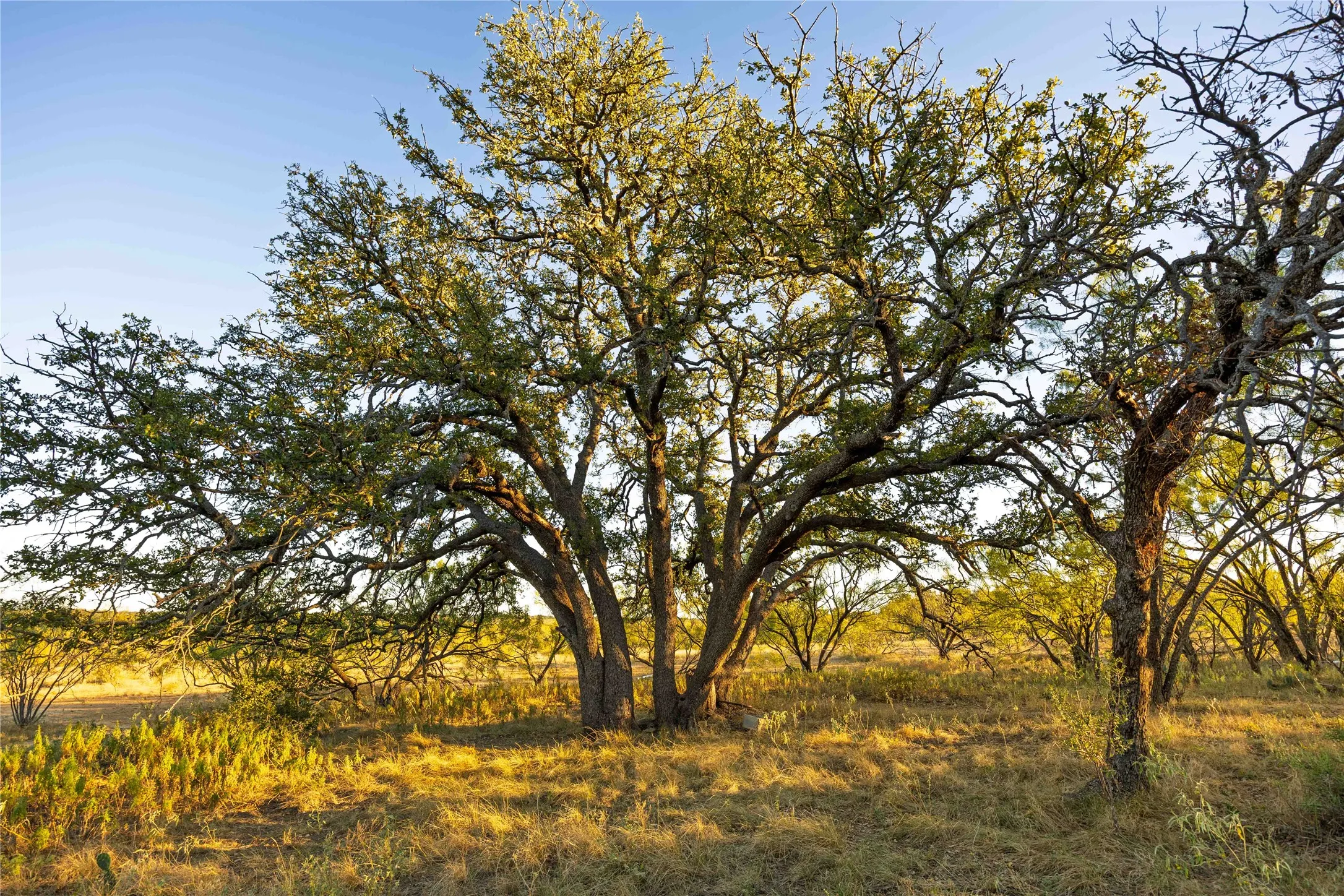 Ranch For Sale in Brown County , 8400 County Road 201, Brownwood, Texas 76801, 0, 0, Garage spaces, 0 Sqft, built in 0, Price $996,525, mls#21116338, Real Estate Agent in Brownwood, Homes For Sale in Brown county, Homes For Sale in Brownwood, Realtor in Brownwood Texas, Real Estate Brokerage Independent Realty Texas, Luminita Cordes Realtor