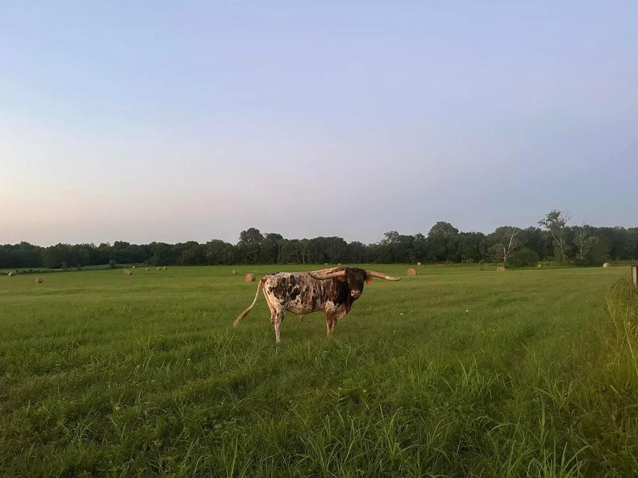 Unimproved Land For Sale in Delta County , TBD CR 2068, Klondike, Texas 75448, 0, 0, Garage spaces, 0 Sqft, built in 2008, mls#21116393, Real Estate Agent in Klondike, Homes For Sale in Delta county, Homes For Sale in Klondike, Realtor in Klondike Texas, Real Estate Brokerage Independent Realty Texas, Luminita Cordes Realtor