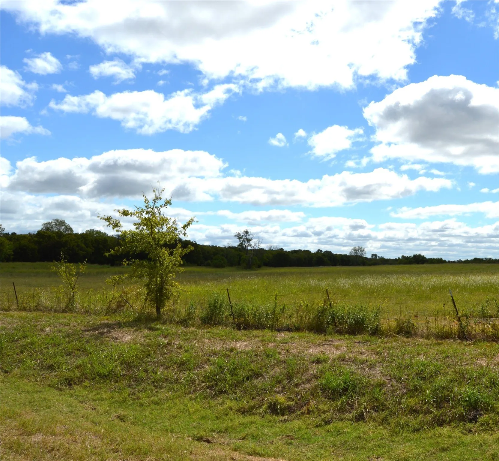 Unimproved Land For Sale in Delta County , TBD CR 2068, Klondike, Texas 75448, 0, 0, Garage spaces, 0 Sqft, built in 2008, mls#21116393, Real Estate Agent in Klondike, Homes For Sale in Delta county, Homes For Sale in Klondike, Realtor in Klondike Texas, Real Estate Brokerage Independent Realty Texas, Luminita Cordes Realtor