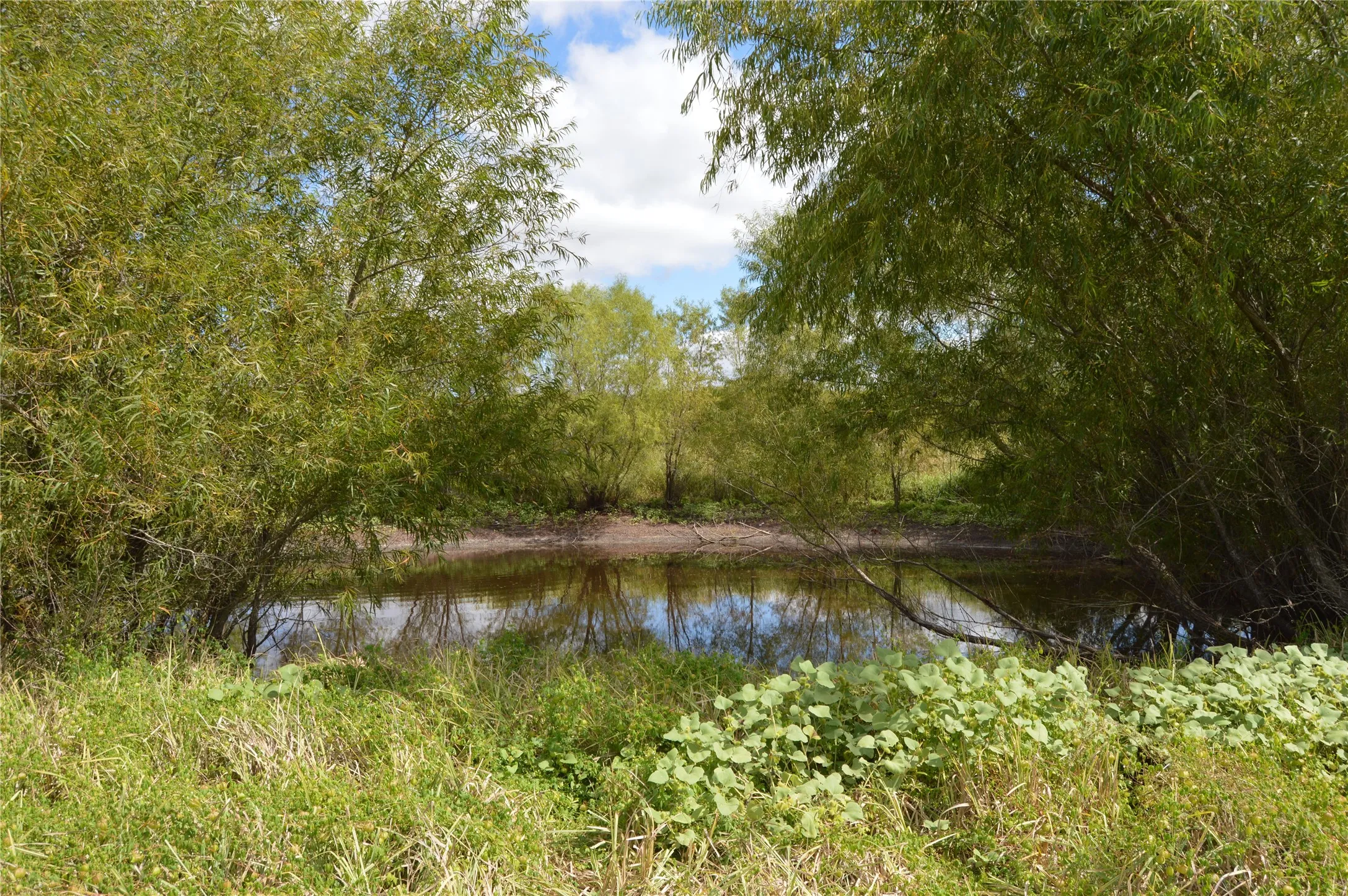 Unimproved Land For Sale in Delta County , TBD CR 2068, Klondike, Texas 75448, 0, 0, Garage spaces, 0 Sqft, built in 2008, mls#21116393, Real Estate Agent in Klondike, Homes For Sale in Delta county, Homes For Sale in Klondike, Realtor in Klondike Texas, Real Estate Brokerage Independent Realty Texas, Luminita Cordes Realtor