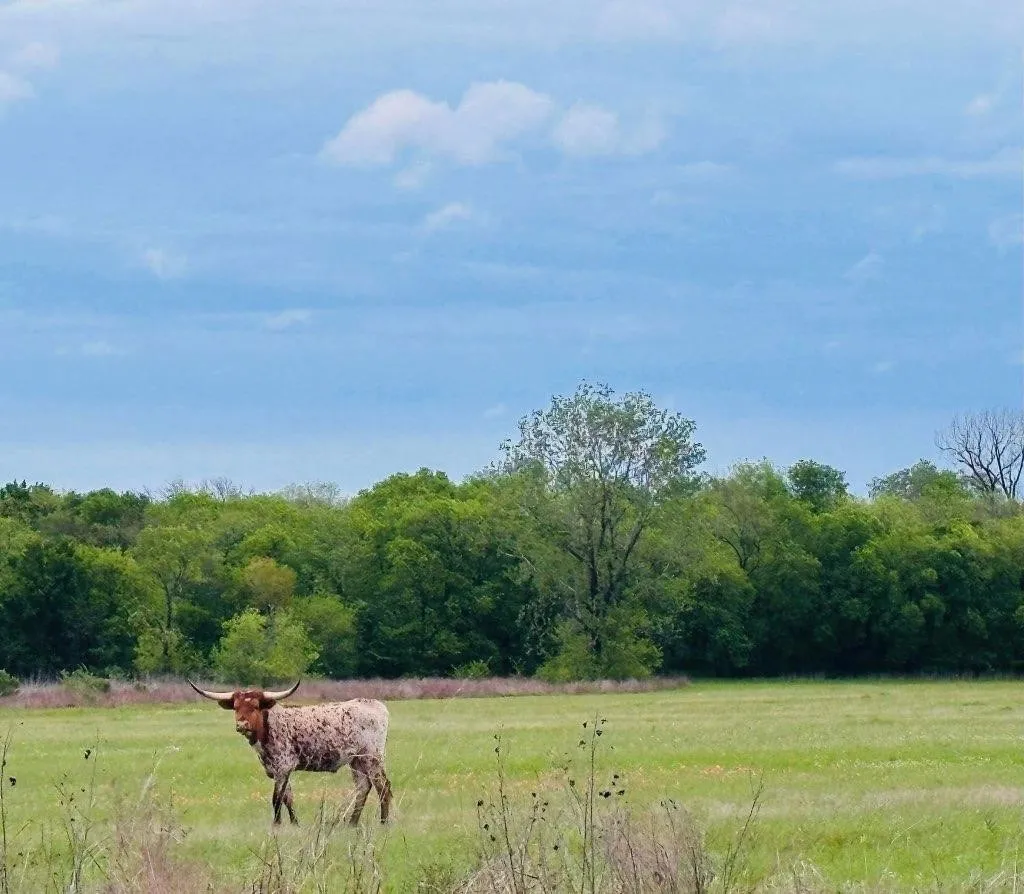 Unimproved Land For Sale in Delta County , TBD CR 2068, Klondike, Texas 75448, 0, 0, Garage spaces, 0 Sqft, built in 2008, mls#21116393, Real Estate Agent in Klondike, Homes For Sale in Delta county, Homes For Sale in Klondike, Realtor in Klondike Texas, Real Estate Brokerage Independent Realty Texas, Luminita Cordes Realtor