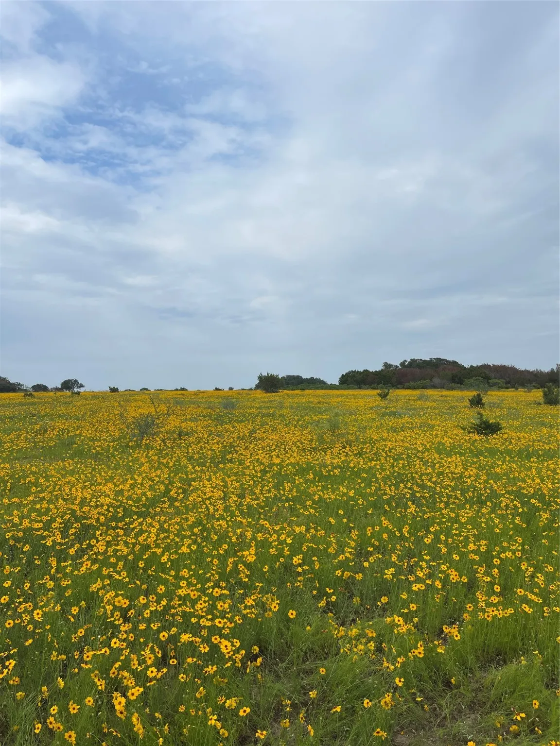 Unimproved Land For Sale in Erath County , 0000 Bison Ridge Drive Lot 155, Stephenville, Texas 76401, 0, 0, Garage spaces, 0 Sqft, built in 0, Price $146,000, mls#21115620, Real Estate Agent in Stephenville, Homes For Sale in Erath county, Homes For Sale in Stephenville, Realtor in Stephenville Texas, Real Estate Brokerage Independent Realty Texas, Luminita Cordes Realtor