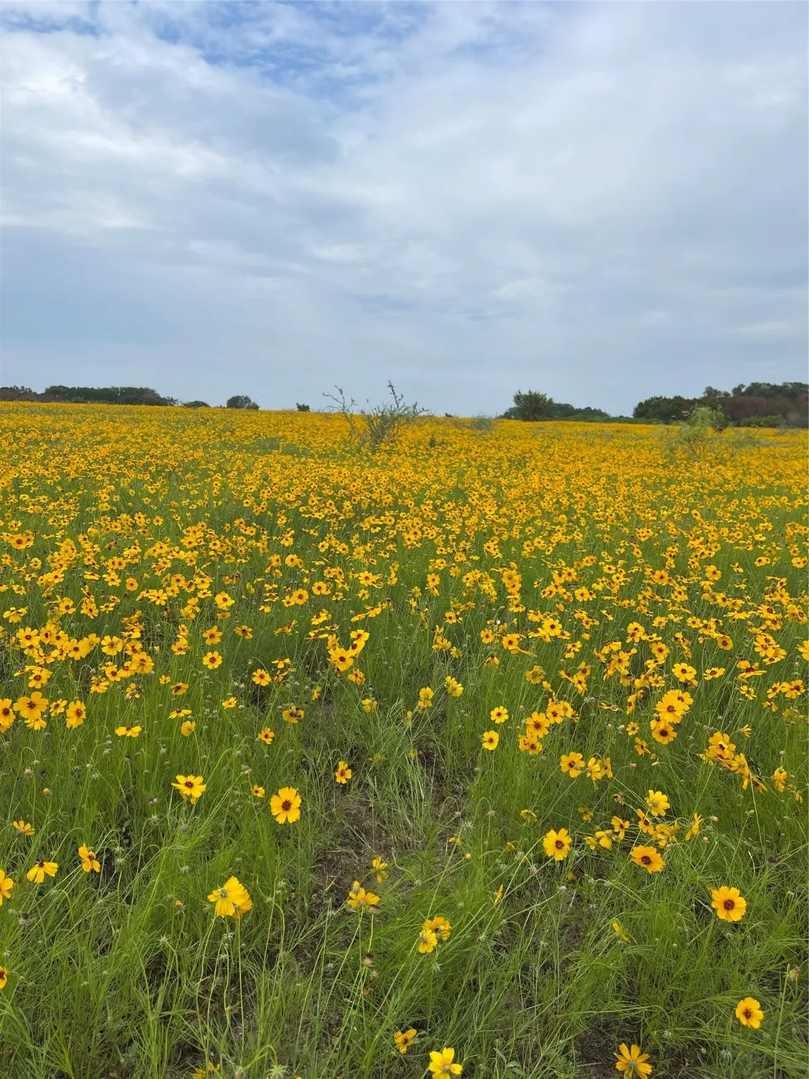 Unimproved Land For Sale in Erath County , 0000 Bison Ridge Drive Lot 155, Stephenville, Texas 76401, 0, 0, Garage spaces, 0 Sqft, built in 0, Price $146,000, mls#21115620, Real Estate Agent in Stephenville, Homes For Sale in Erath county, Homes For Sale in Stephenville, Realtor in Stephenville Texas, Real Estate Brokerage Independent Realty Texas, Luminita Cordes Realtor