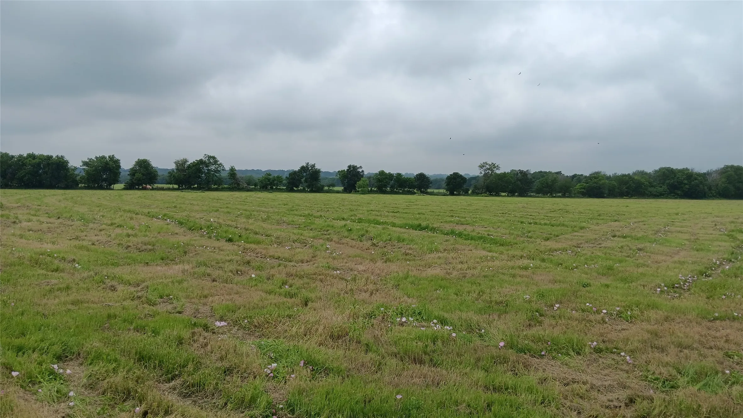 Ranch For Sale in Falls County , TBD Hwy 7, Chilton, Texas 76632, 0, 0, Garage spaces, 0 Sqft, built in 0, mls#21111156, Real Estate Agent in Chilton, Homes For Sale in Falls county, Homes For Sale in Chilton, Realtor in Chilton Texas, Real Estate Brokerage Independent Realty Texas, Luminita Cordes Realtor