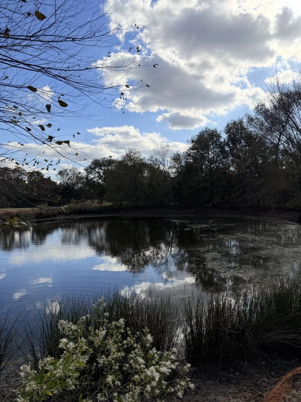 Unimproved Land For Sale in Rains County , Lot #7 RS County Road 1150, Emory, Texas 75440, 0, 0, Garage spaces, 0 Sqft, built in 0, Price $172,750, mls#21116754, Real Estate Agent in Emory, Homes For Sale in Rains county, Homes For Sale in Emory, Realtor in Emory Texas, Real Estate Brokerage Independent Realty Texas, Luminita Cordes Realtor