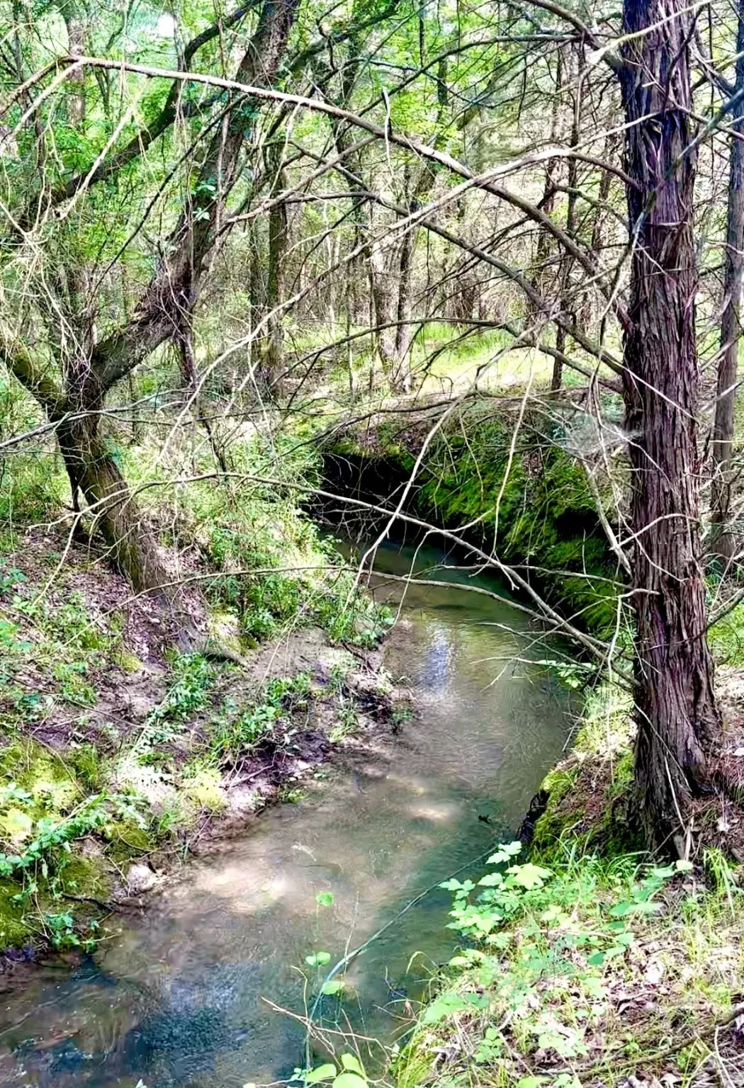 Unimproved Land For Sale in Rains County , Lot #7 RS County Road 1150, Emory, Texas 75440, 0, 0, Garage spaces, 0 Sqft, built in 0, Price $172,750, mls#21116754, Real Estate Agent in Emory, Homes For Sale in Rains county, Homes For Sale in Emory, Realtor in Emory Texas, Real Estate Brokerage Independent Realty Texas, Luminita Cordes Realtor