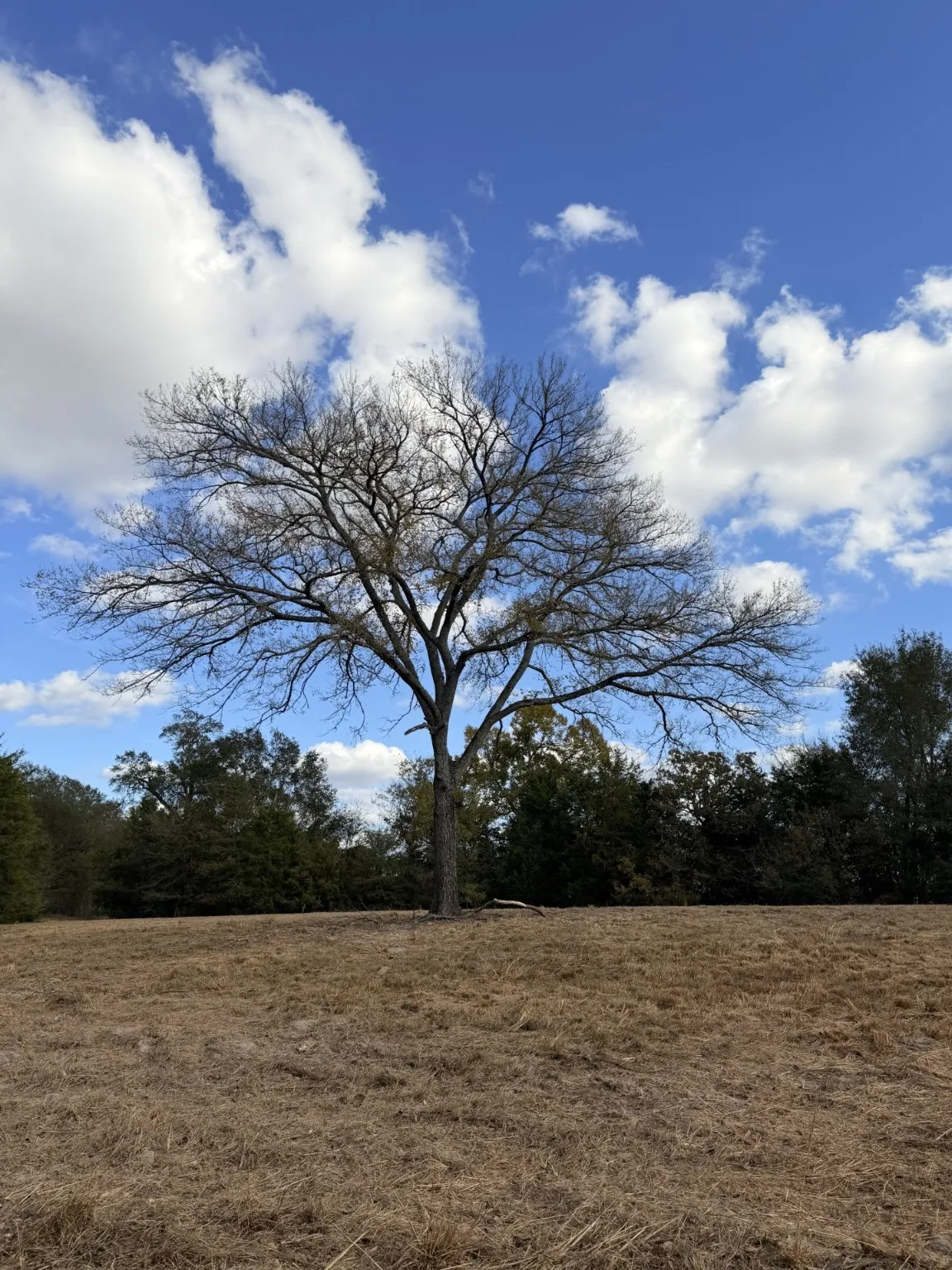 Unimproved Land For Sale in Rains County , Lot #7 RS County Road 1150, Emory, Texas 75440, 0, 0, Garage spaces, 0 Sqft, built in 0, Price $172,750, mls#21116754, Real Estate Agent in Emory, Homes For Sale in Rains county, Homes For Sale in Emory, Realtor in Emory Texas, Real Estate Brokerage Independent Realty Texas, Luminita Cordes Realtor