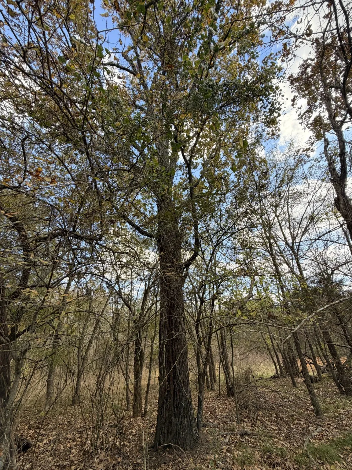 Unimproved Land For Sale in Rains County , Lot #7 RS County Road 1150, Emory, Texas 75440, 0, 0, Garage spaces, 0 Sqft, built in 0, Price $172,750, mls#21116754, Real Estate Agent in Emory, Homes For Sale in Rains county, Homes For Sale in Emory, Realtor in Emory Texas, Real Estate Brokerage Independent Realty Texas, Luminita Cordes Realtor