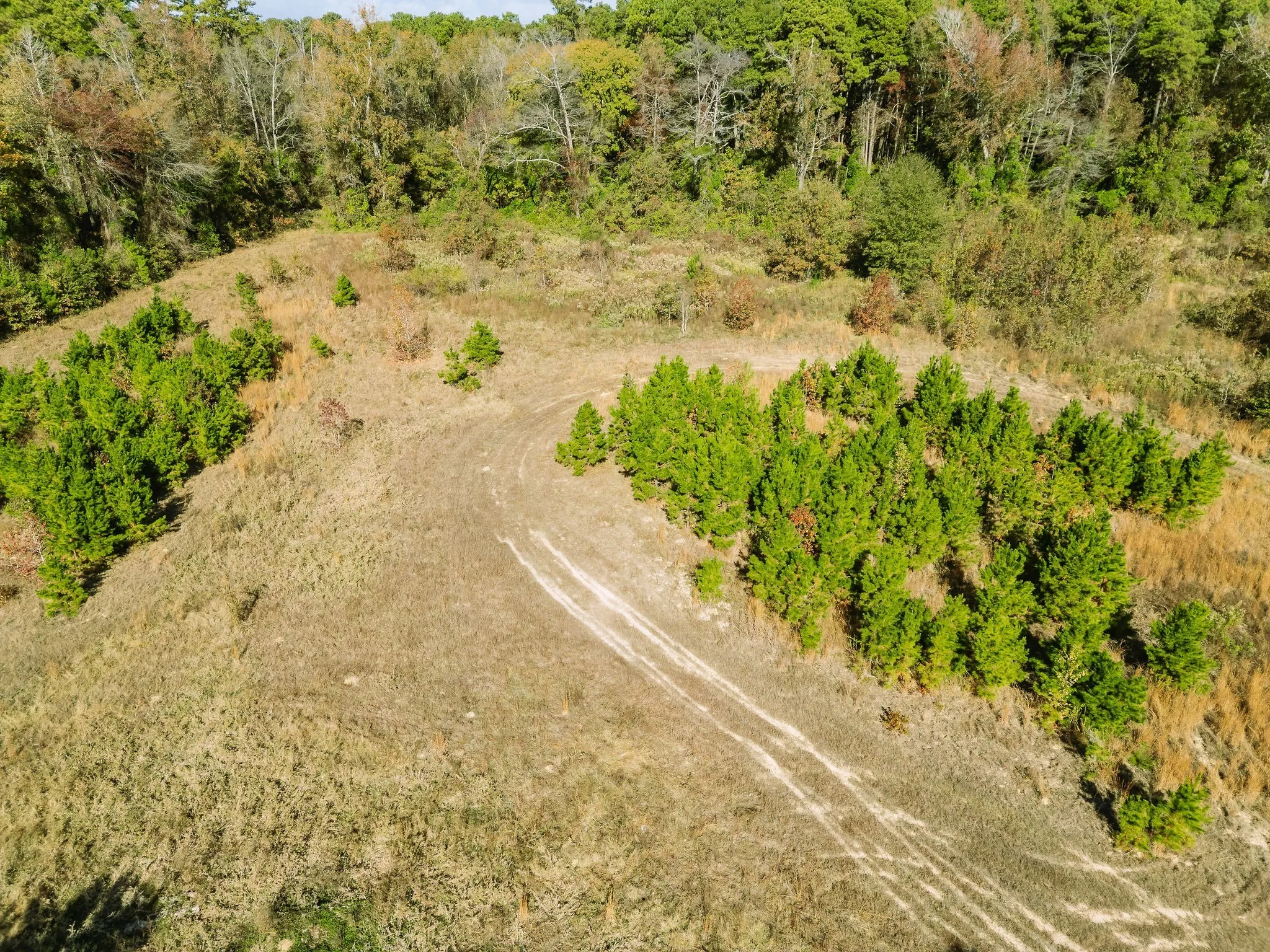Aerial view of a forest