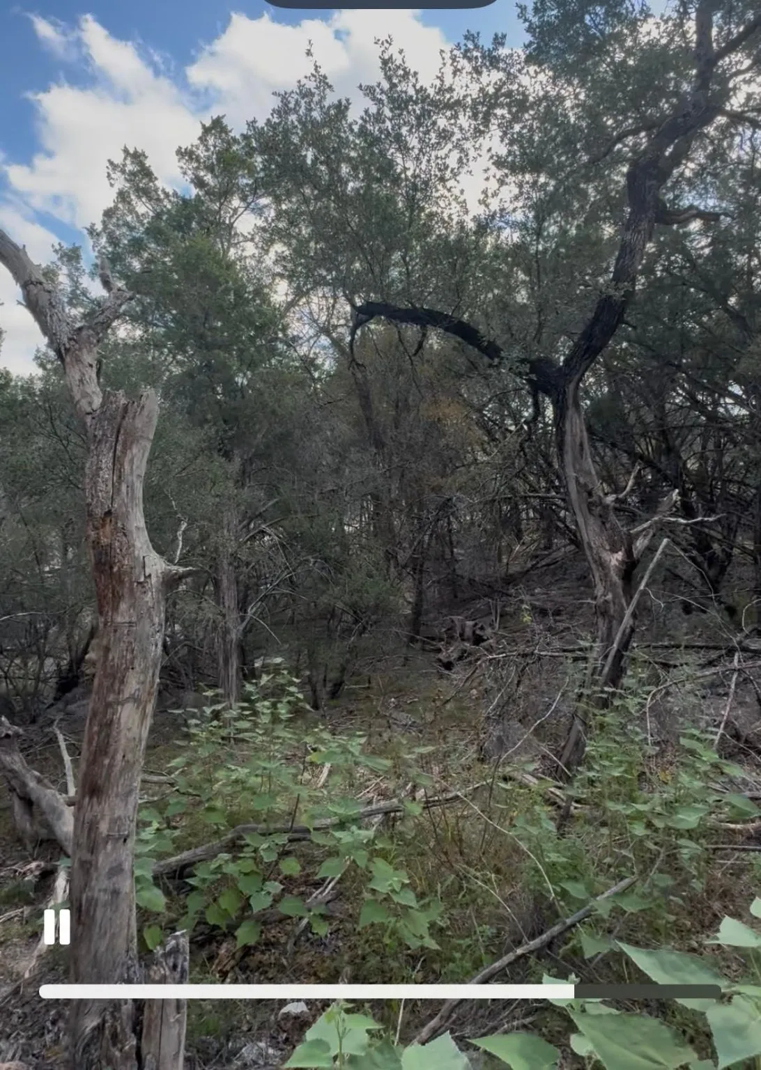 View of woods