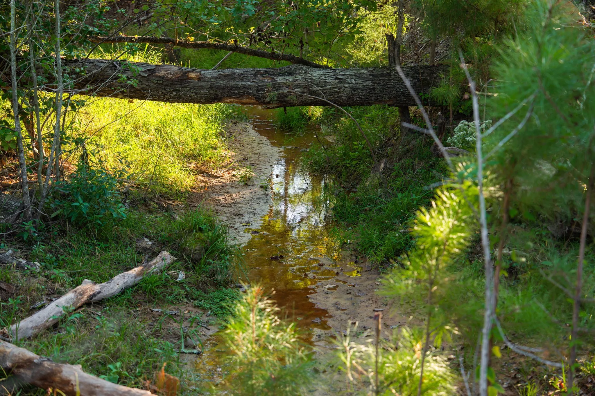 Ranch For Sale in Smith County , 10326 County Road 3112 N, Kilgore, Texas 75662, 0, 0, Garage spaces, 0 Sqft, built in 0, mls#21097622, Real Estate Agent in Kilgore, Homes For Sale in Smith county, Homes For Sale in Kilgore, Realtor in Kilgore Texas, Real Estate Brokerage Independent Realty Texas, Luminita Cordes Realtor