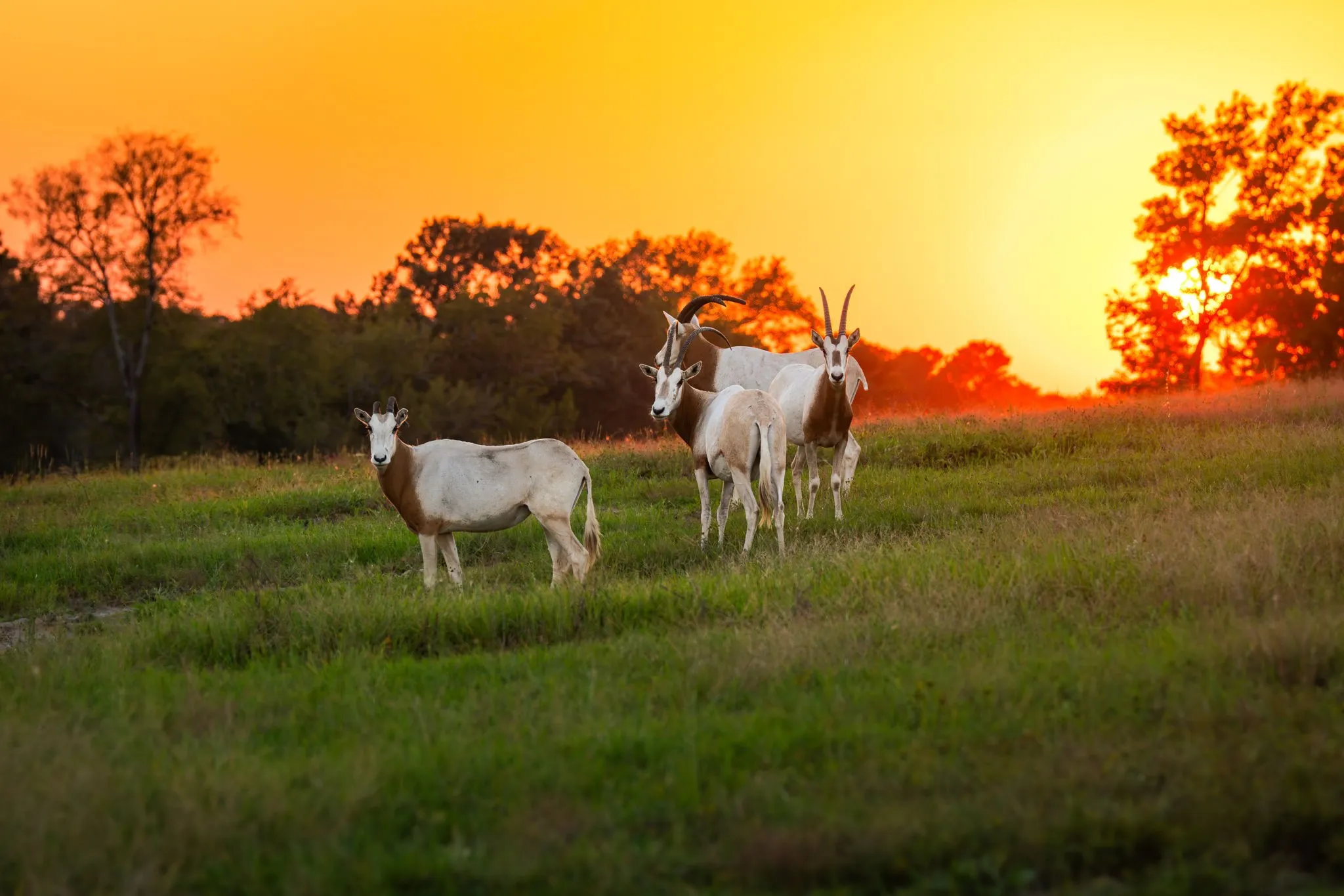 Ranch For Sale in Smith County , 10326 County Road 3112 N, Kilgore, Texas 75662, 0, 0, Garage spaces, 0 Sqft, built in 0, mls#21097622, Real Estate Agent in Kilgore, Homes For Sale in Smith county, Homes For Sale in Kilgore, Realtor in Kilgore Texas, Real Estate Brokerage Independent Realty Texas, Luminita Cordes Realtor