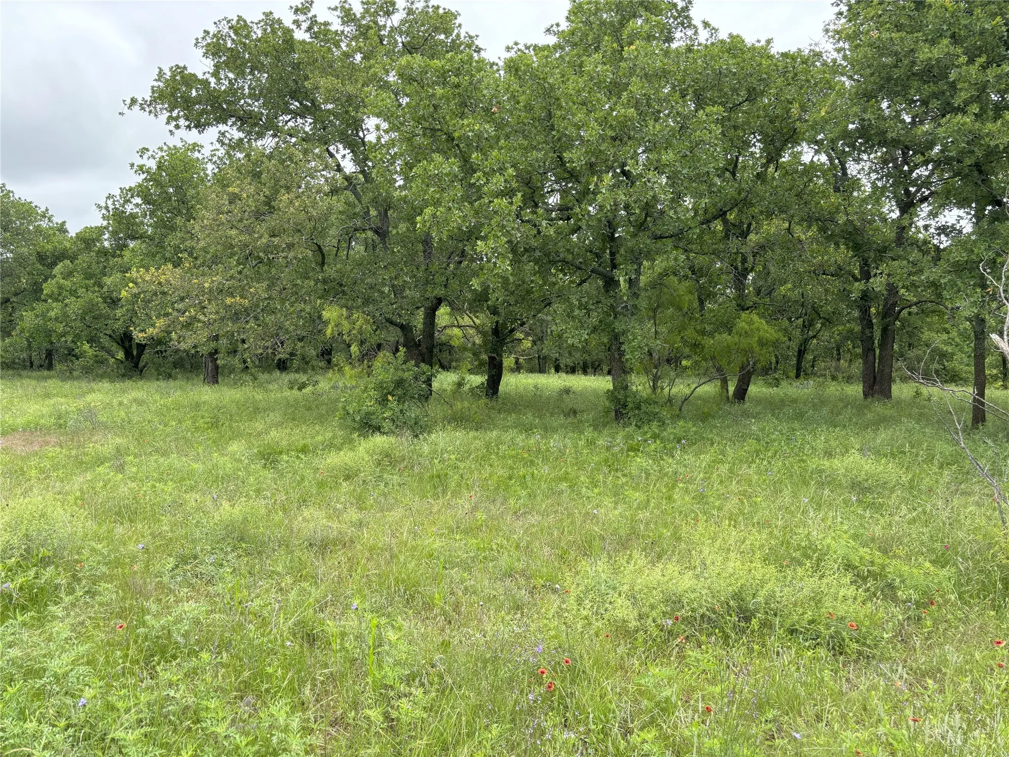 View of local wilderness featuring rural landscape
