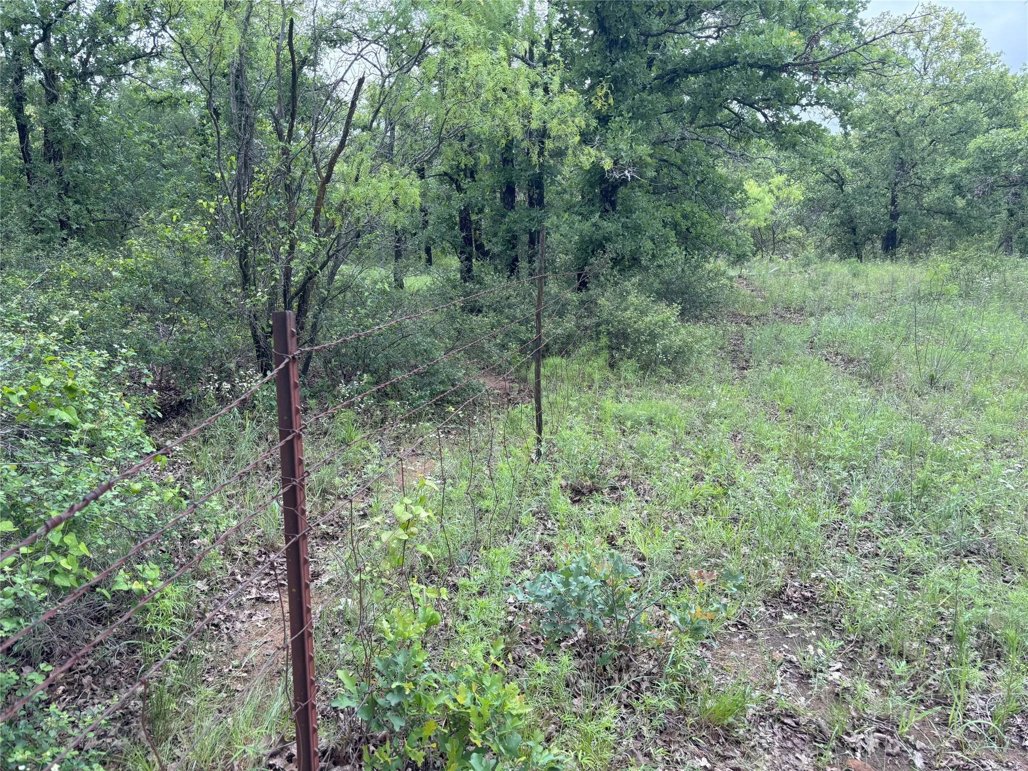 View of woods