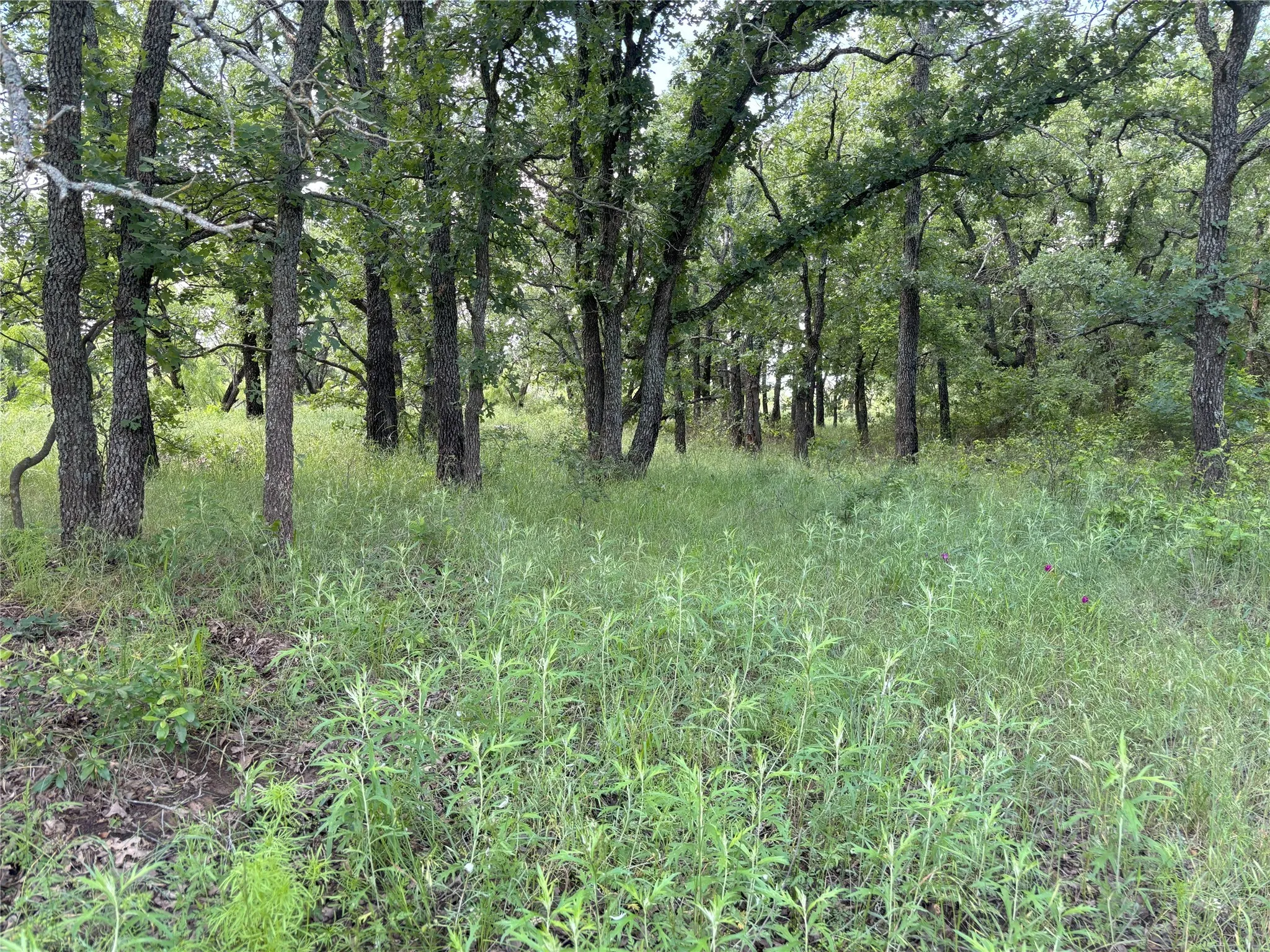 View of undeveloped land