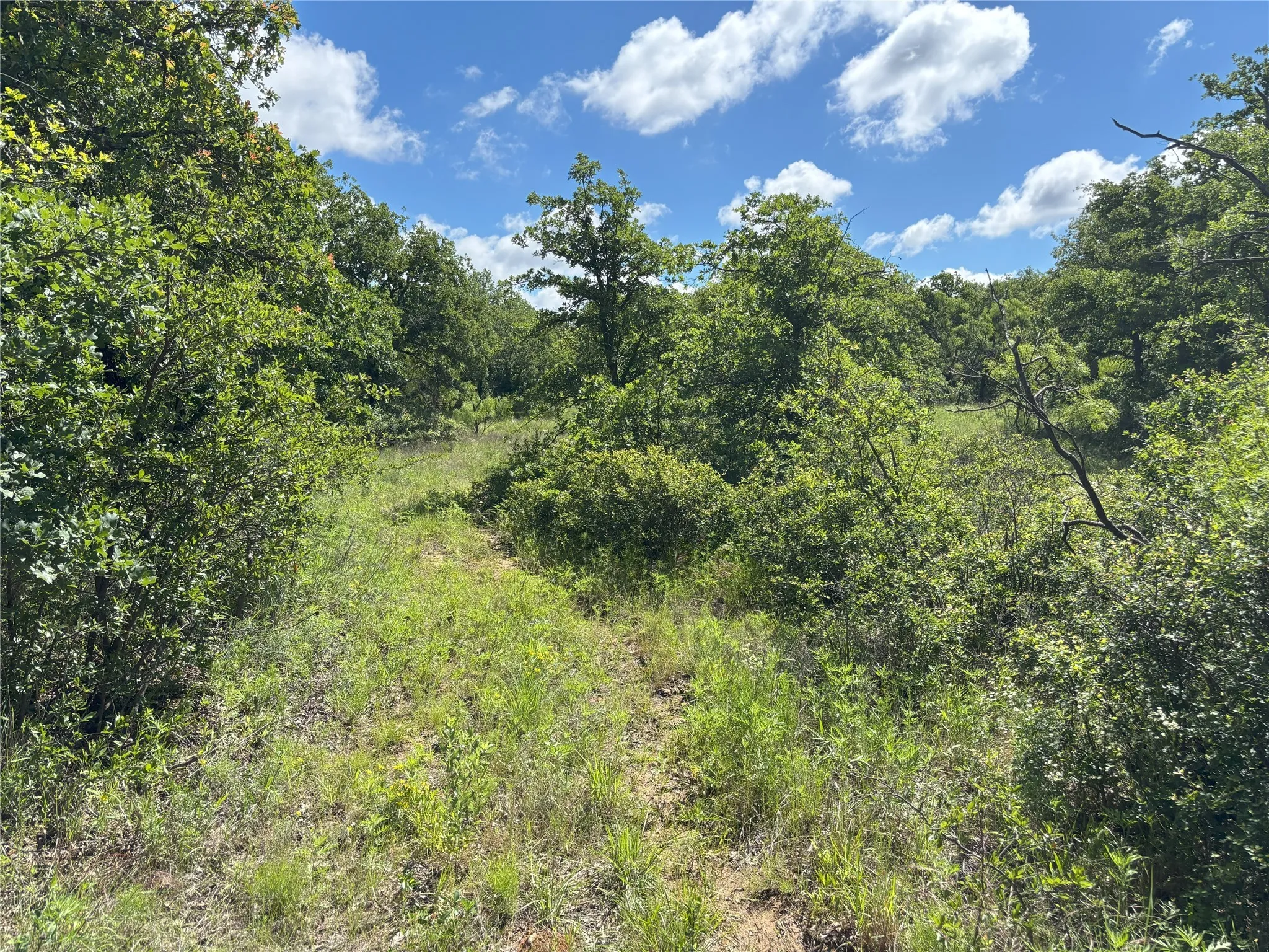 View of wooded area