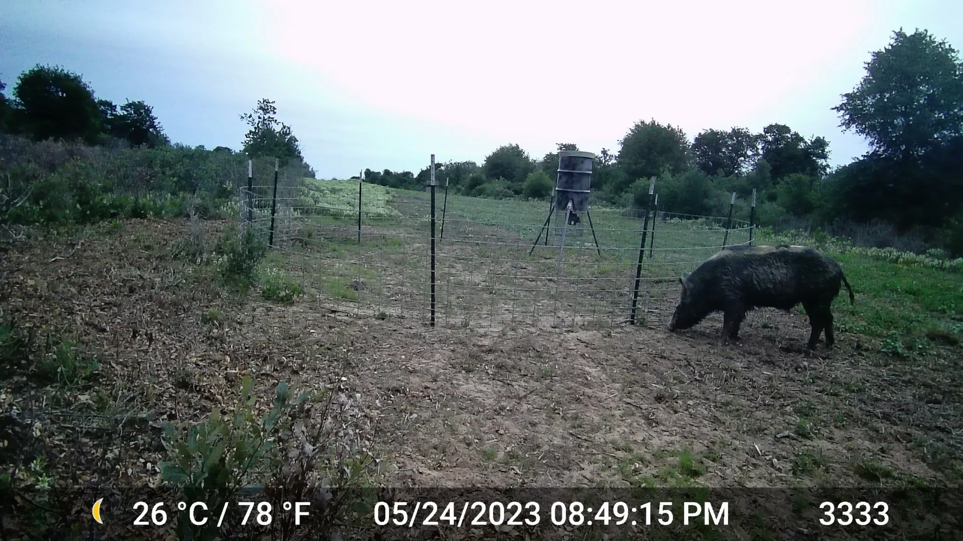 Hogs