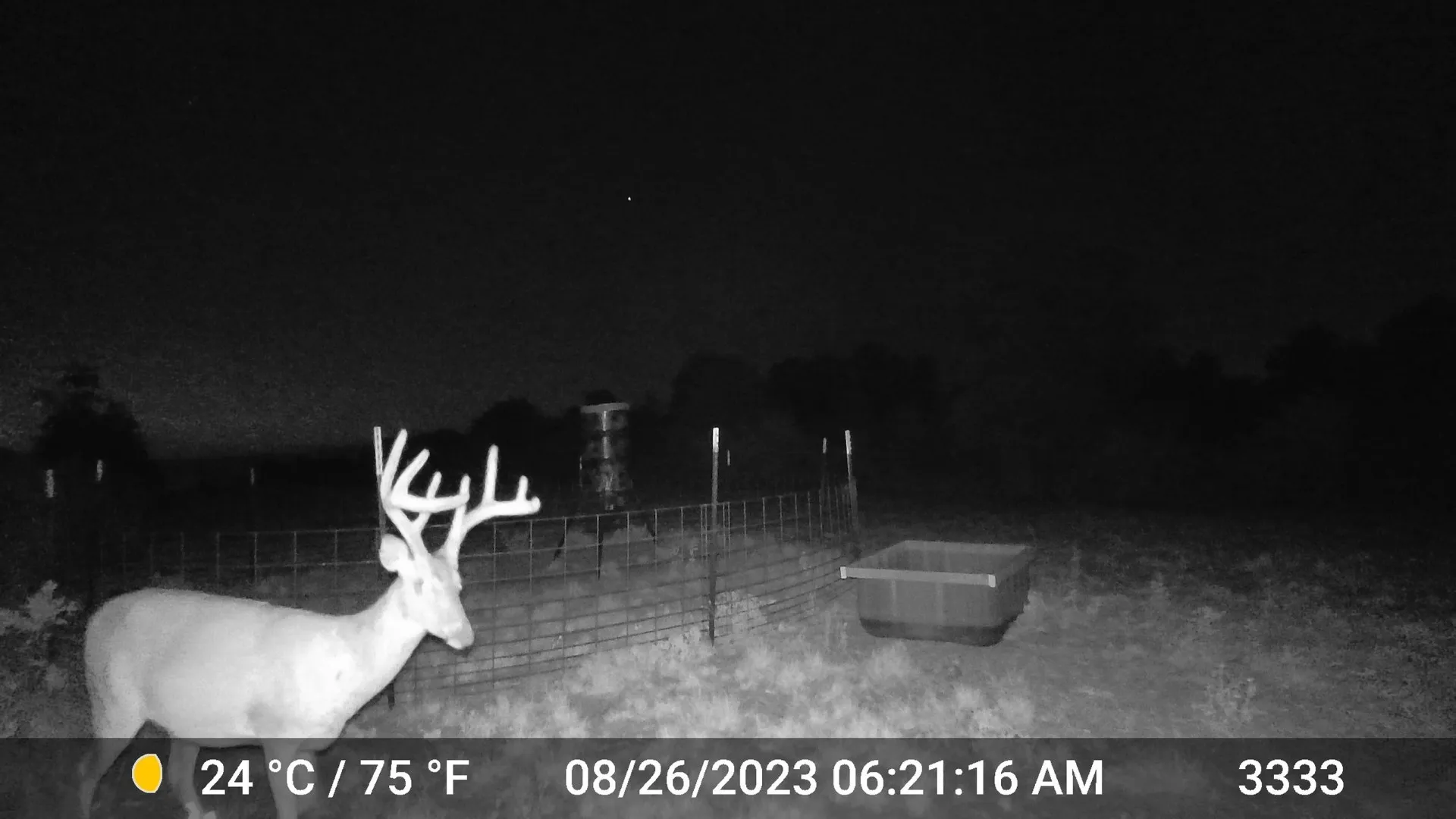 Beautiful deer