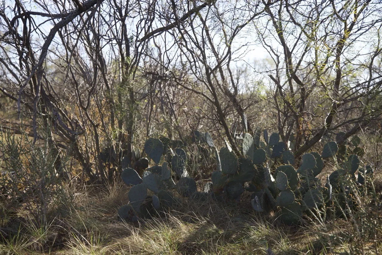 View of undeveloped land