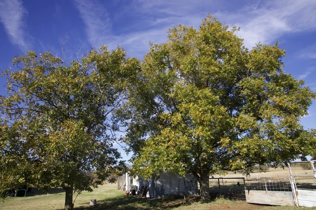 View of yard featuring a view of rural / pastoral area