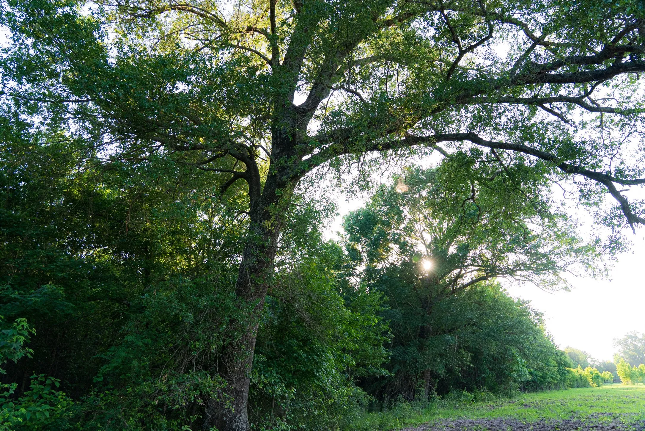 Single Family Residence For Sale in Henderson County , 13612 County Road 3900, Athens, Texas 75752, 3 Bedrooms, 3 Bathrooms, 2 Garage spaces, 1,939 Sqft, built in 1982, Price $1,950,000, mls#21122401, Real Estate Agent in Athens, Homes For Sale in Henderson county, Homes For Sale in Athens, Realtor in Athens Texas, Real Estate Brokerage Independent Realty Texas, Luminita Cordes Realtor