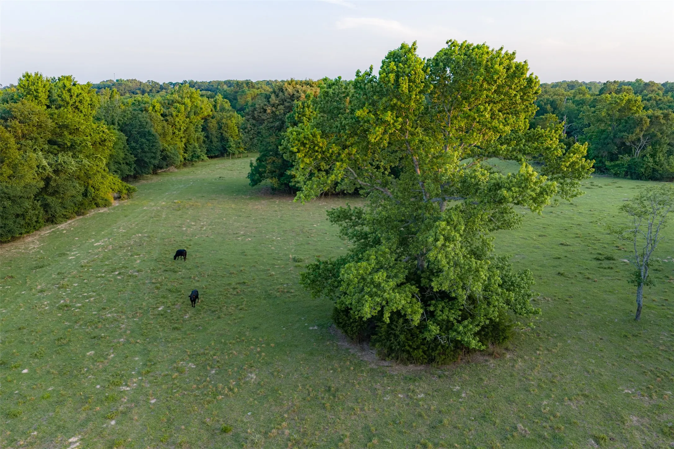 Single Family Residence For Sale in Henderson County , 13612 County Road 3900, Athens, Texas 75752, 3 Bedrooms, 3 Bathrooms, 2 Garage spaces, 1,939 Sqft, built in 1982, Price $1,950,000, mls#21122401, Real Estate Agent in Athens, Homes For Sale in Henderson county, Homes For Sale in Athens, Realtor in Athens Texas, Real Estate Brokerage Independent Realty Texas, Luminita Cordes Realtor