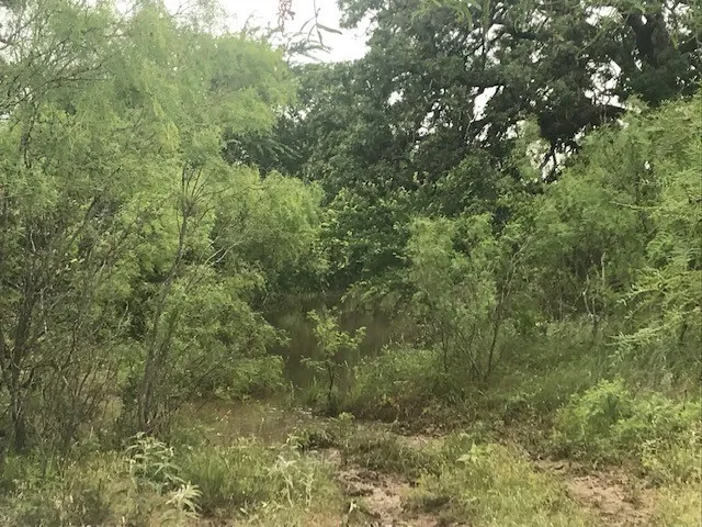 wooded area near largest tank