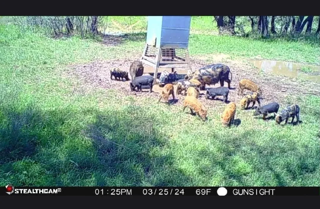 Hogs