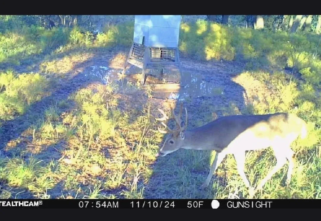 Deer