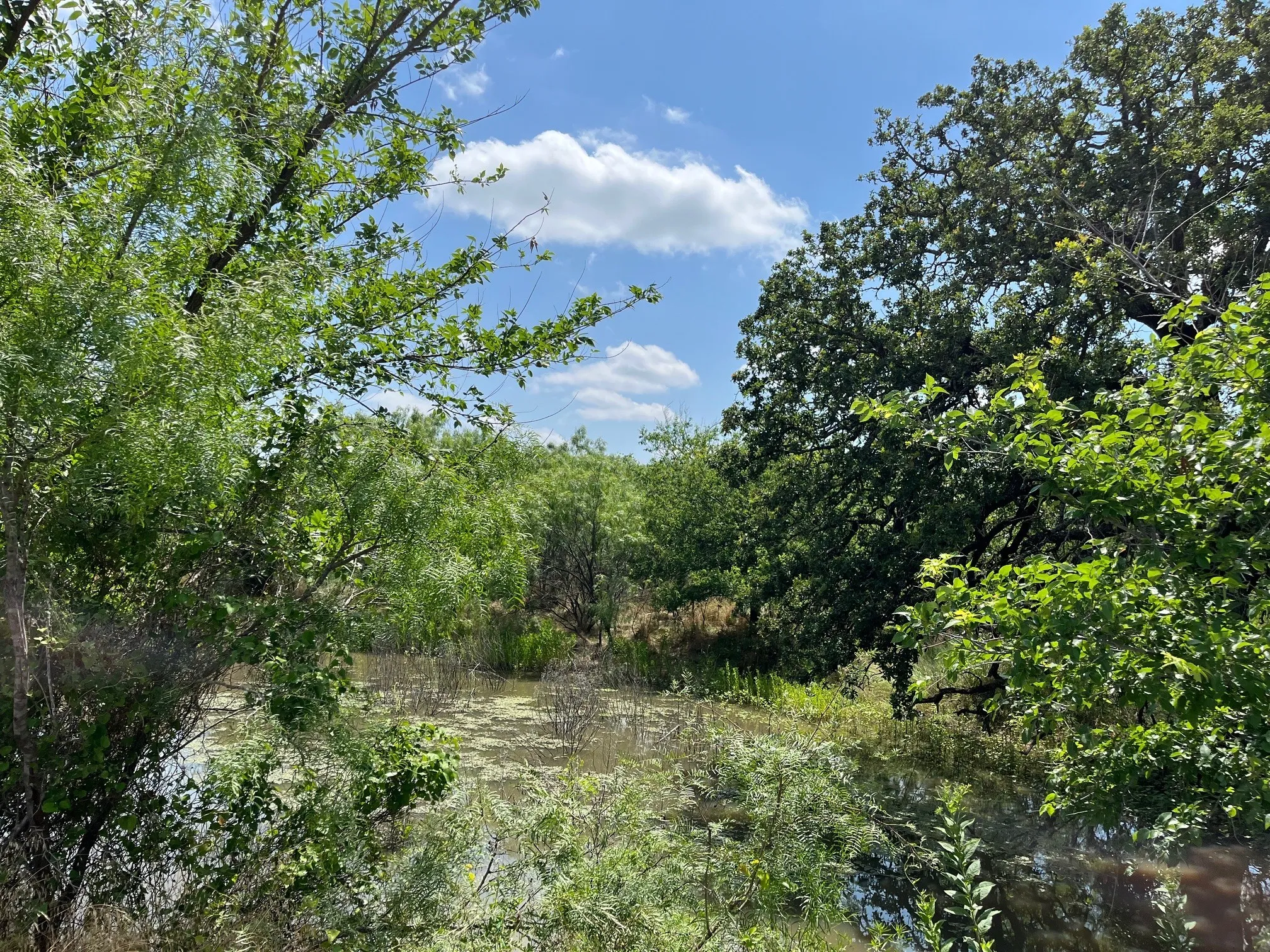 standing water by creek