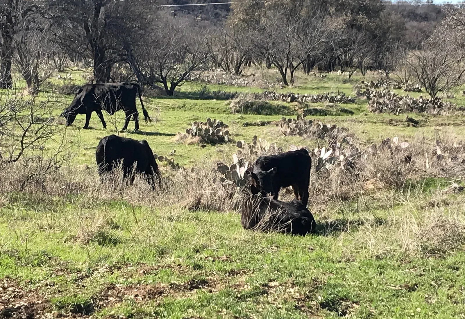 Near west fence