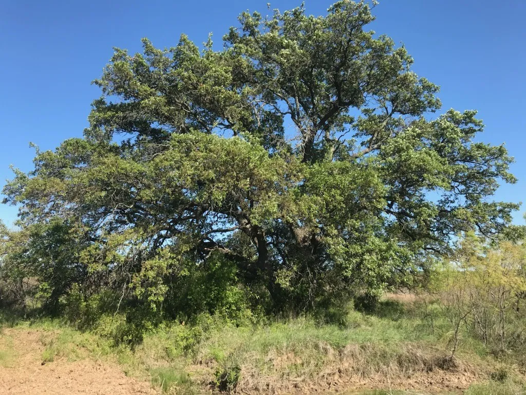 Oak