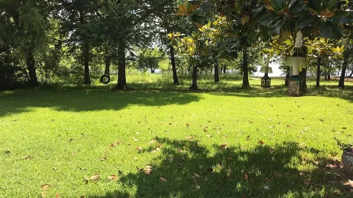 View of grassy yard