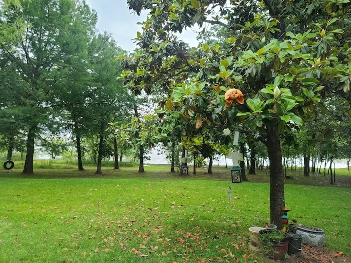 View of grassy yard