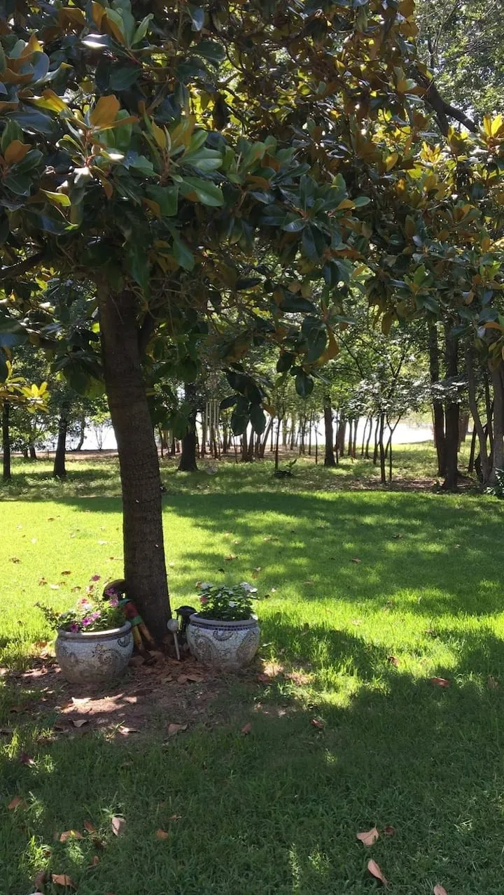 View of grassy yard