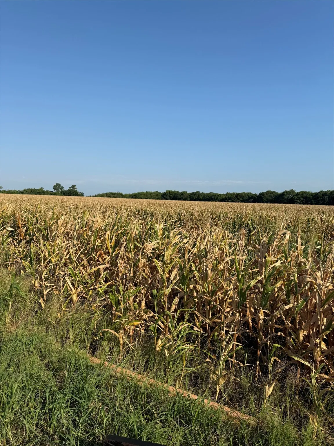 View of local wilderness featuring abundant farmland and rural landscape