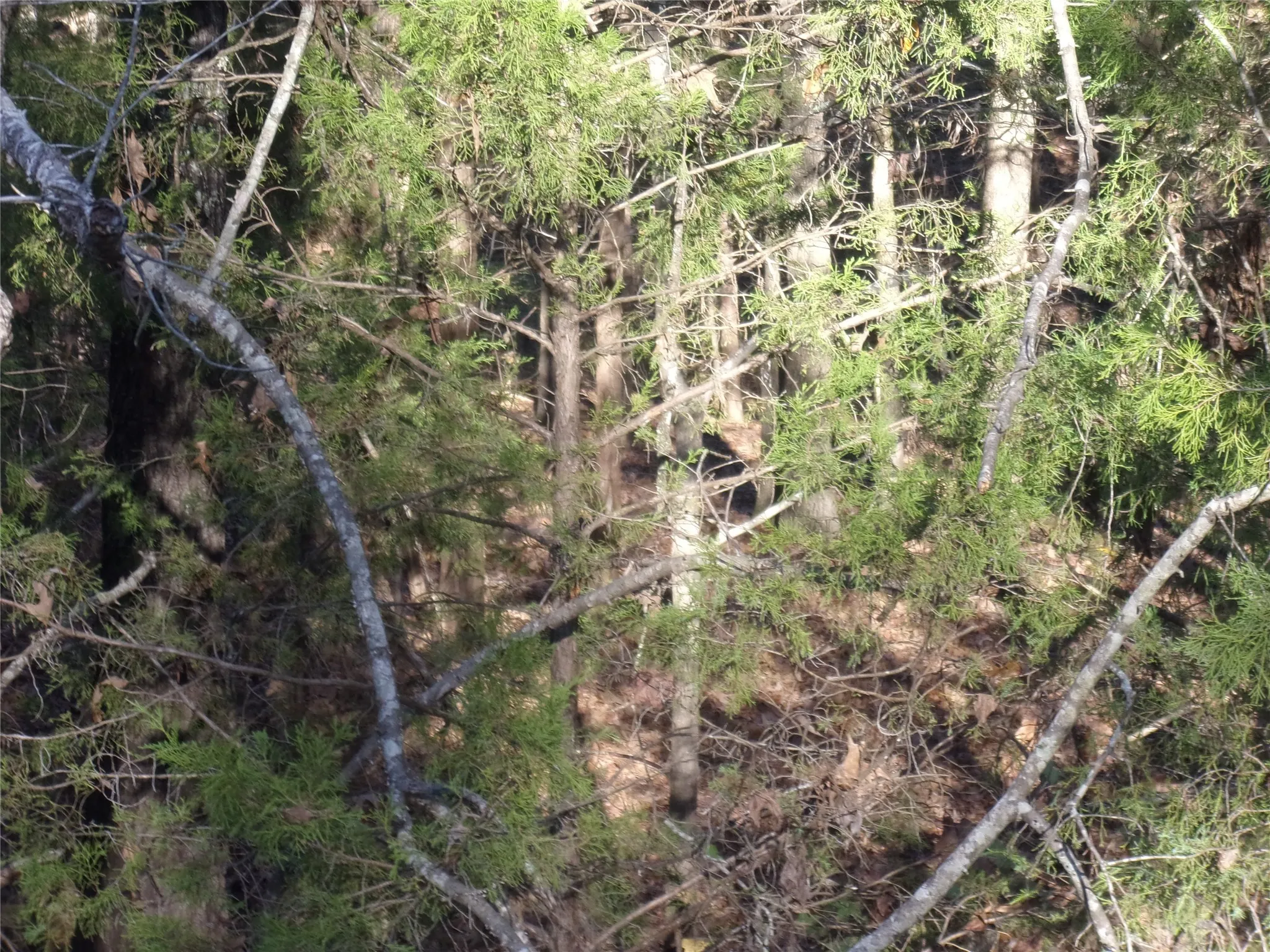 View of undeveloped lot