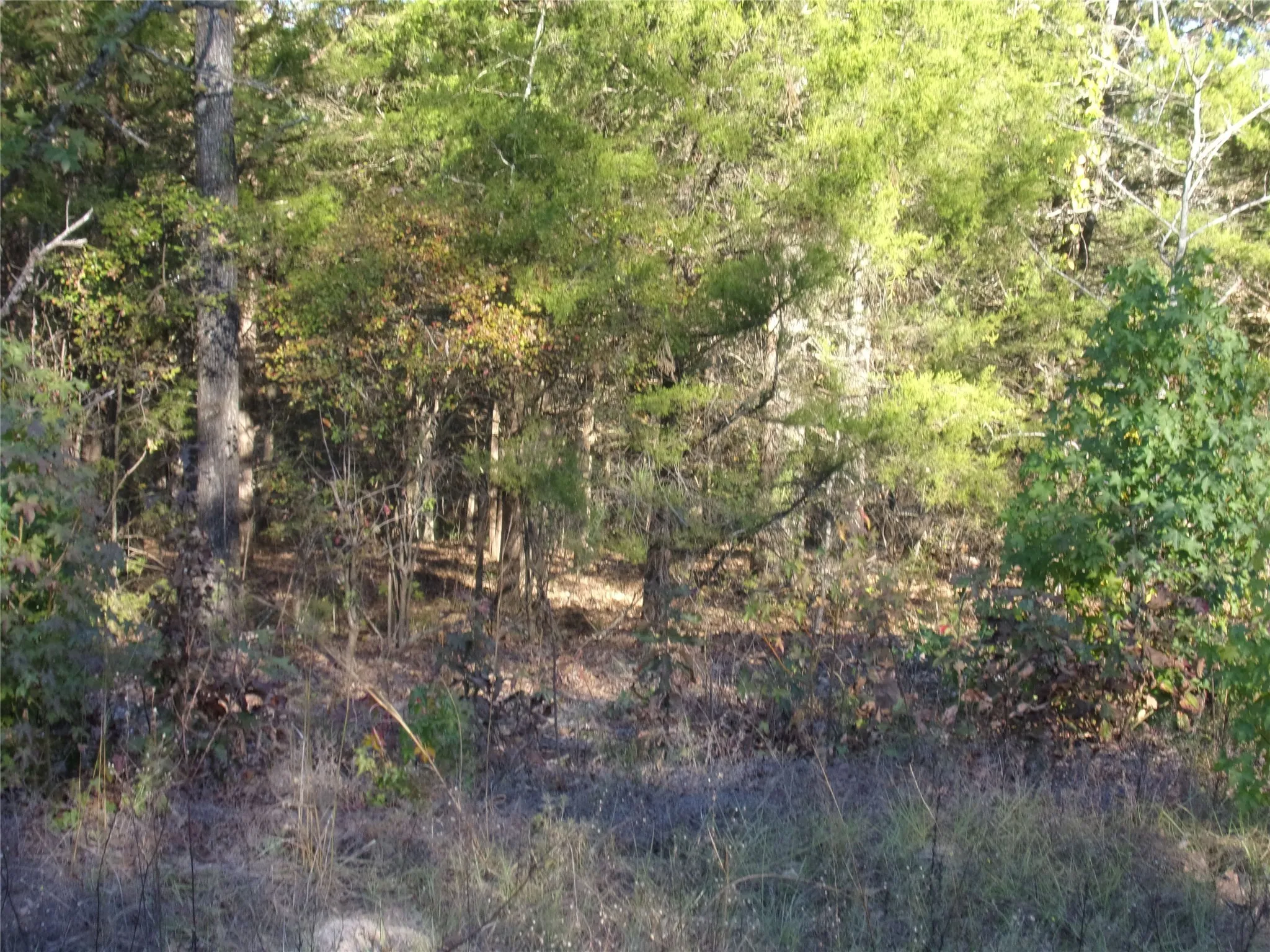 View of tree filled area on the three lots