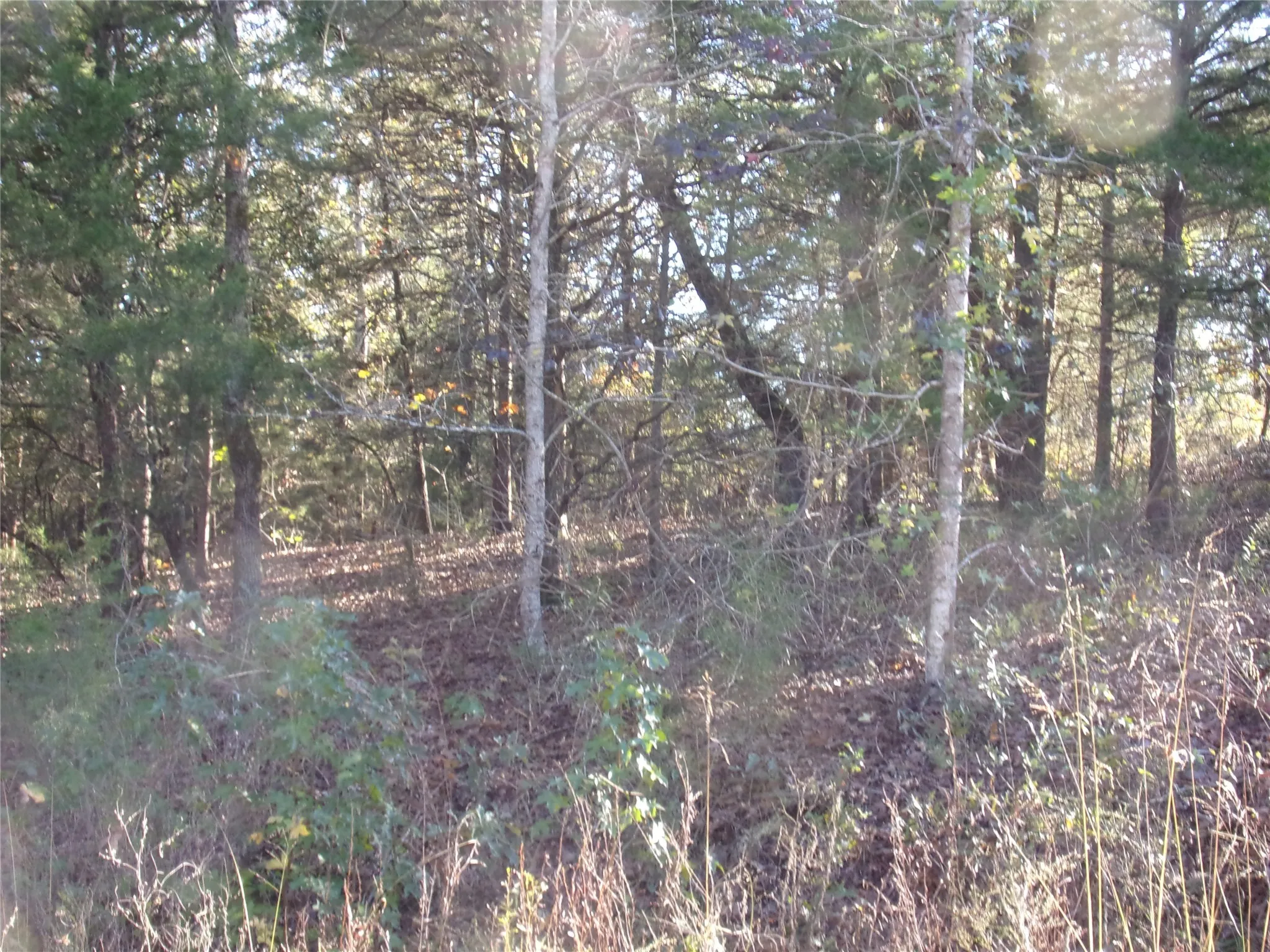 View of wooded area on the three lots