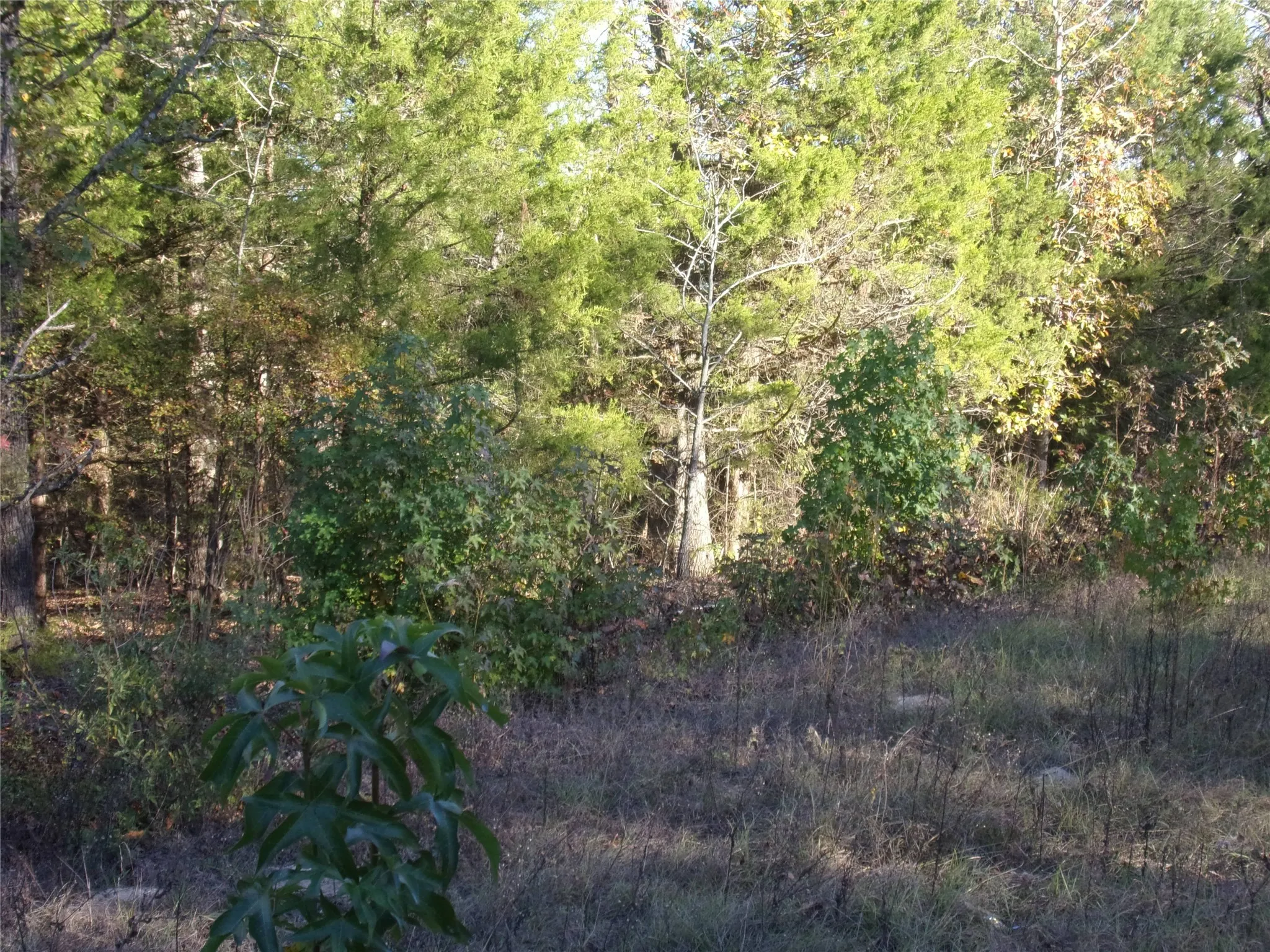 View of  the lots
