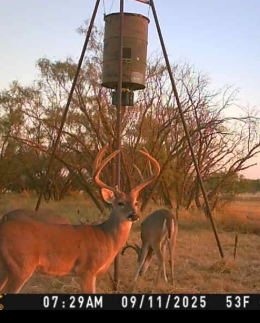 Improved Land For Sale in Fisher County , TBD 158.50 ACRES, Trent, Texas 79561, 0, 0, Garage spaces, 0 Sqft, built in 0, mls#21127441, Real Estate Agent in Trent, Homes For Sale in Fisher county, Homes For Sale in Trent, Realtor in Trent Texas, Real Estate Brokerage Independent Realty Texas, Luminita Cordes Realtor