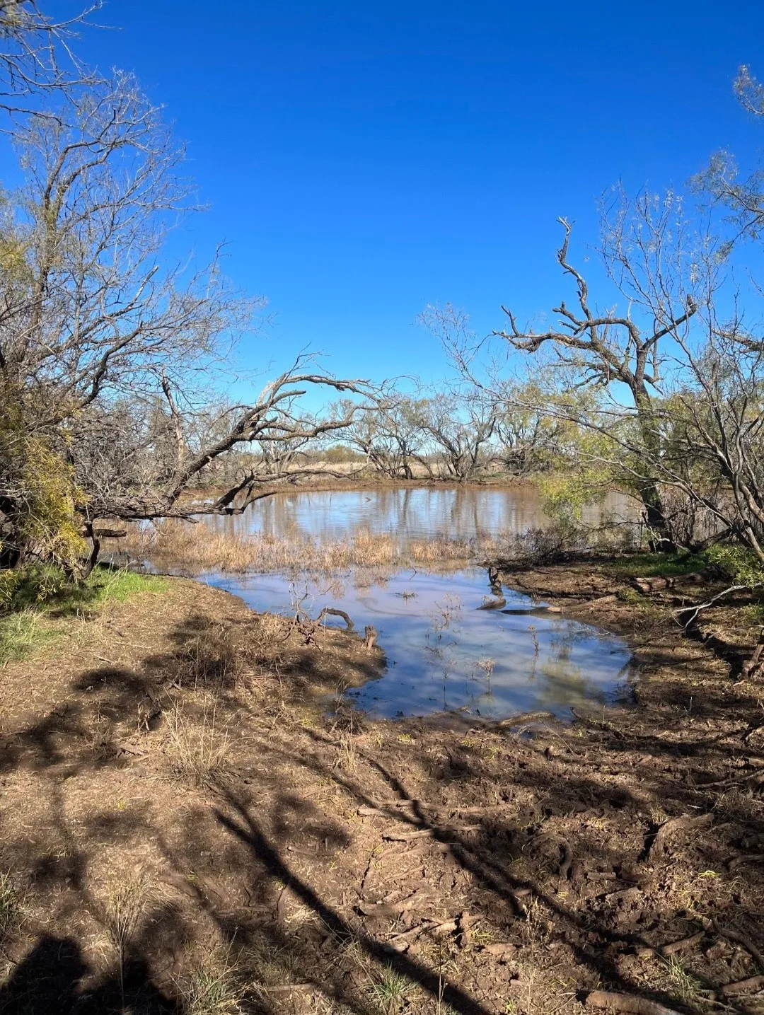 Improved Land For Sale in Fisher County , TBD 158.50 ACRES, Trent, Texas 79561, 0, 0, Garage spaces, 0 Sqft, built in 0, mls#21127441, Real Estate Agent in Trent, Homes For Sale in Fisher county, Homes For Sale in Trent, Realtor in Trent Texas, Real Estate Brokerage Independent Realty Texas, Luminita Cordes Realtor