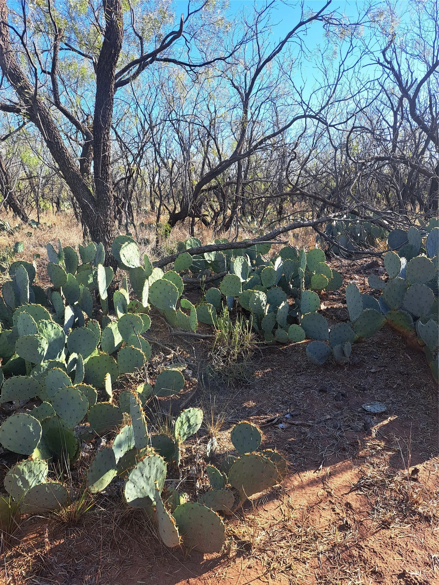 Improved Land For Sale in Fisher County , TBD 158.50 ACRES, Trent, Texas 79561, 0, 0, Garage spaces, 0 Sqft, built in 0, mls#21127441, Real Estate Agent in Trent, Homes For Sale in Fisher county, Homes For Sale in Trent, Realtor in Trent Texas, Real Estate Brokerage Independent Realty Texas, Luminita Cordes Realtor